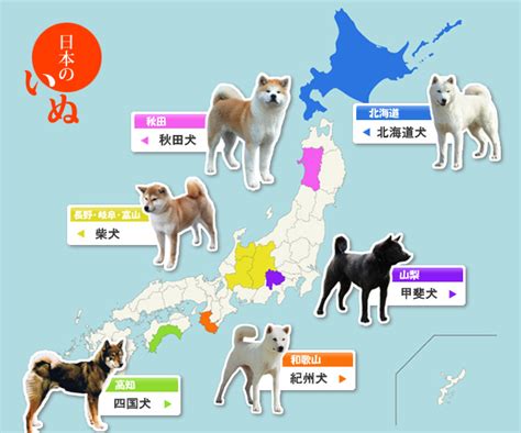 犬種 日本命理